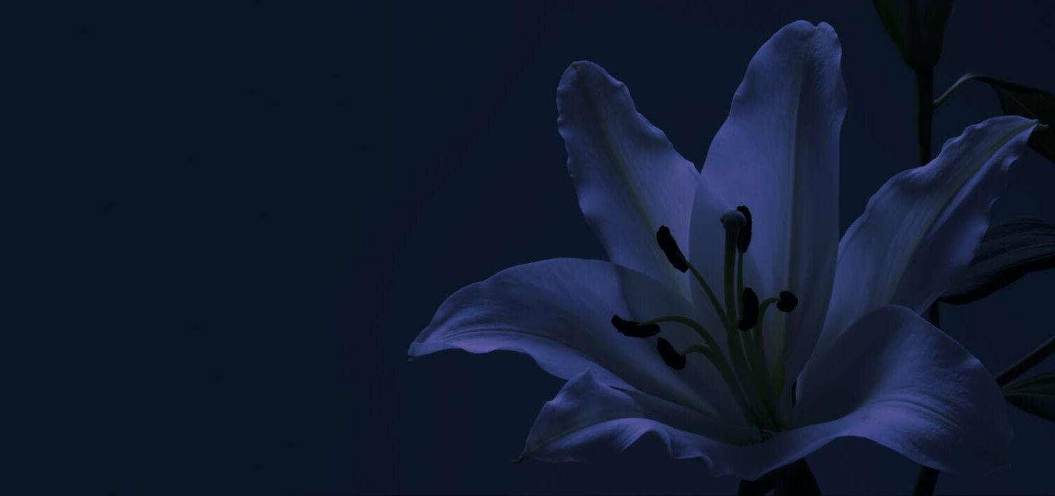 Ανθισμένος κρίνος